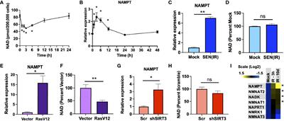 Extracellular Nicotinamide Phosphoribosyltransferase Is a Component of the Senescence-Associated Secretory Phenotype